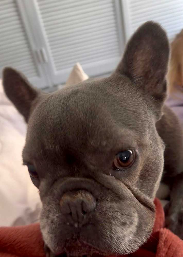 Affectionate male Frenchie