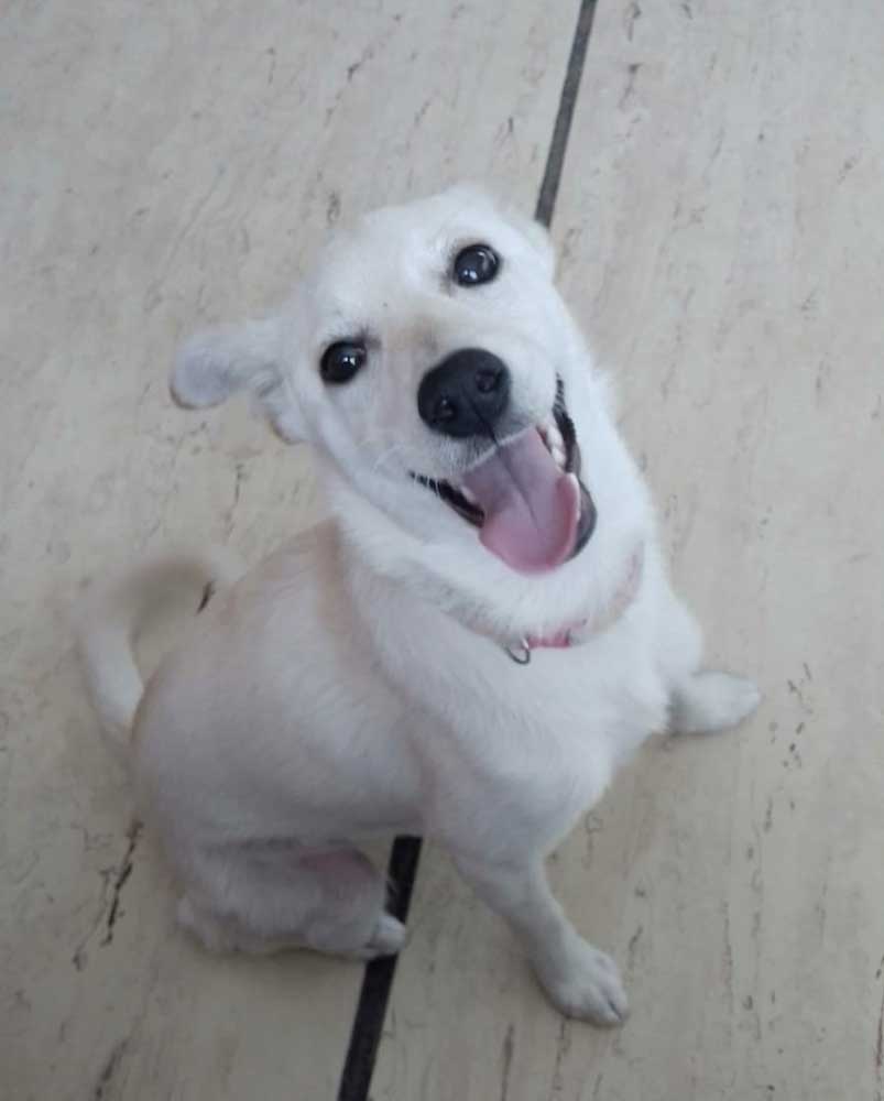 #263 Western Cape, Parkwood Estate ~ Adopt Luna Female Jack Russell Puppy 2 #263 Western Cape, Parkwood Estate ~ Adopt Luna Female Jack Russell Puppy