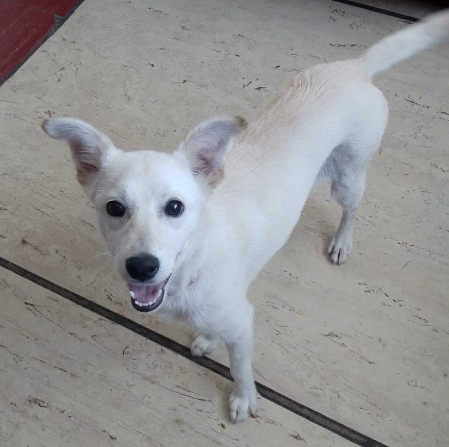 7-month-old female Jack Russell puppy