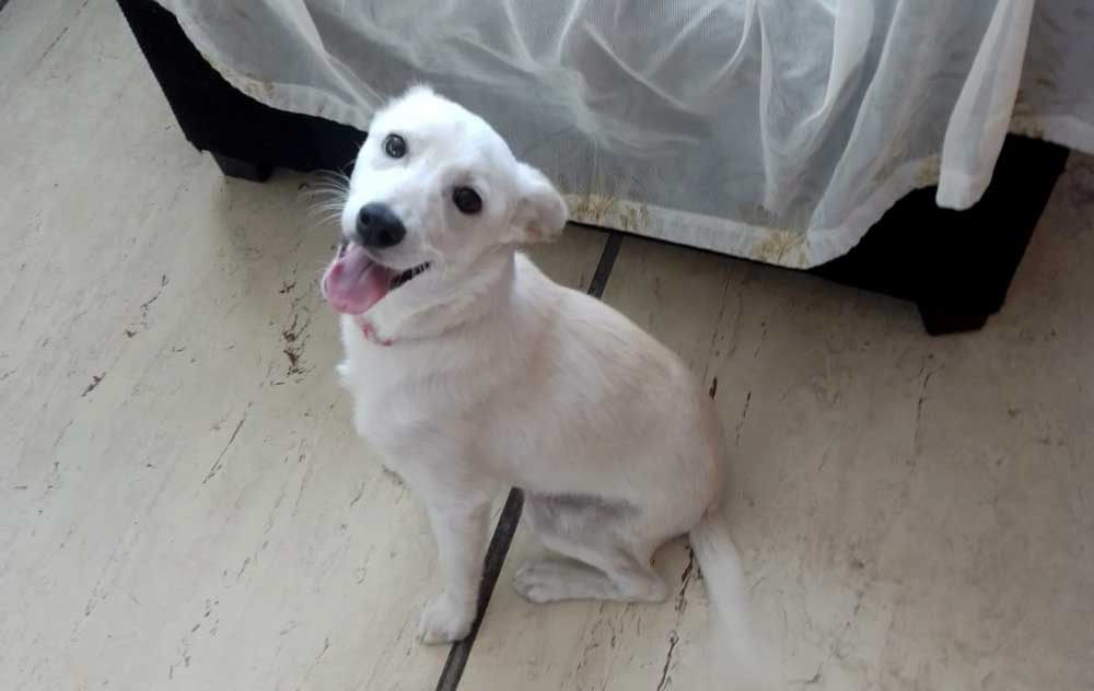 7-month-old female Jack Russell puppy