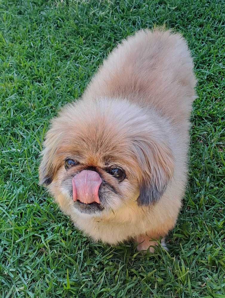 #262 Gauteng, Centurion ~ Already Adopted Peanut Senior Pekingese 3 senior pekingese