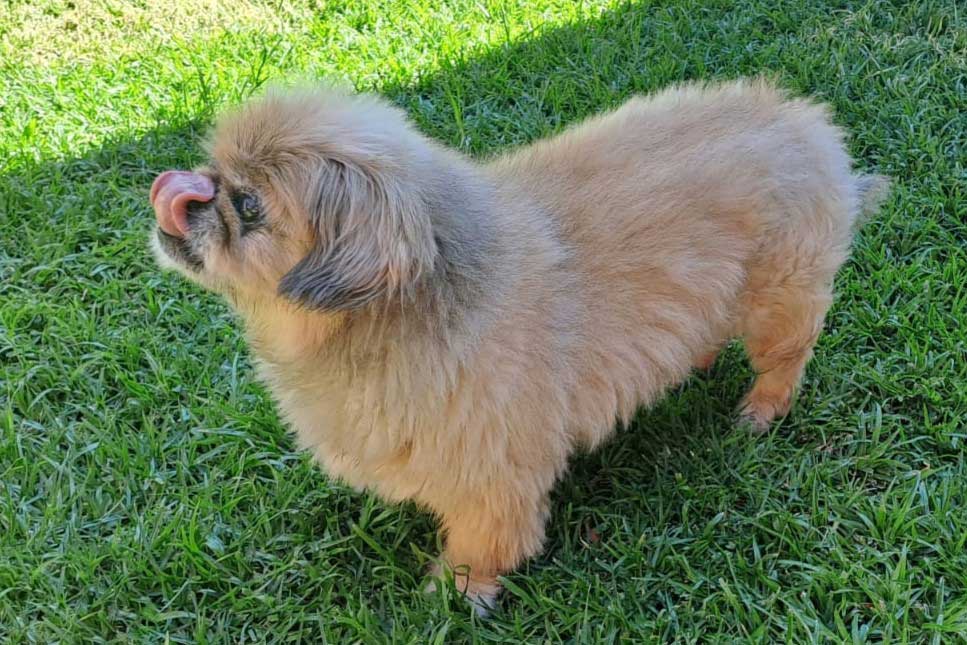 #262 Gauteng, Centurion ~ Already Adopted Peanut Senior Pekingese 5 12 year old male Pekingese