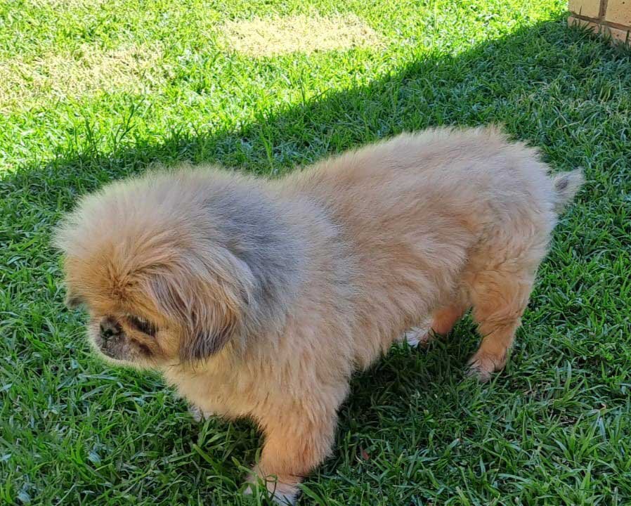 #262 Gauteng, Centurion ~ Already Adopted Peanut Senior Pekingese 4 Peanut senior Pekingese