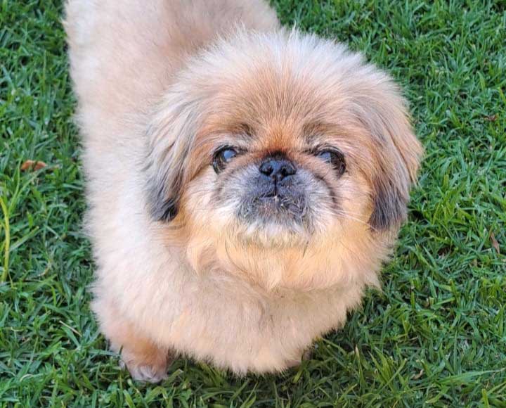 #262 Gauteng, Centurion ~ Already Adopted Peanut Senior Pekingese 2 Peanut senior Pekingese 12 year old