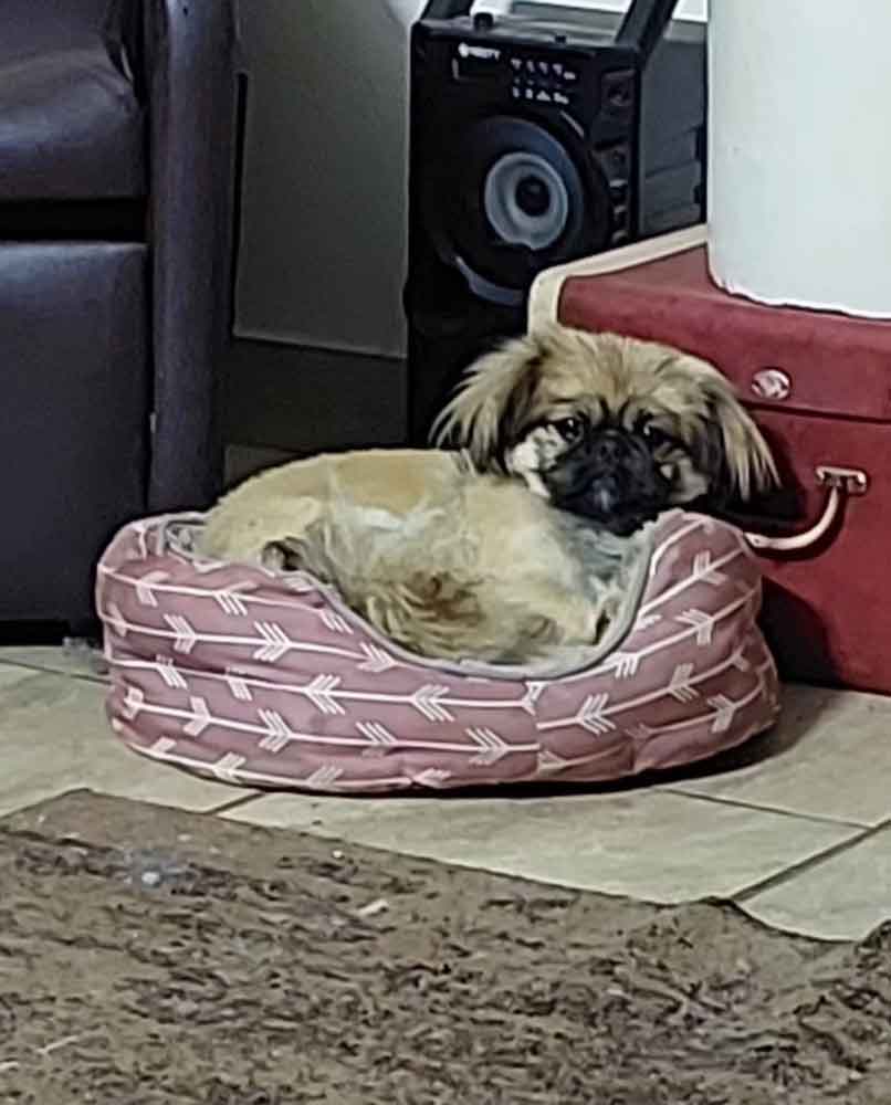 #267 ALREADY ADOPTED - Gauteng, Boksburg ~ Adopt Pekingese Puppy Rubble 5 Pekingese Puppy Rubble is a lively, affectionate 10 month old male