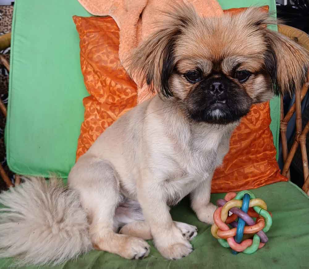 #267 ALREADY ADOPTED - Gauteng, Boksburg ~ Adopt Pekingese Puppy Rubble 3 Peke Puppy