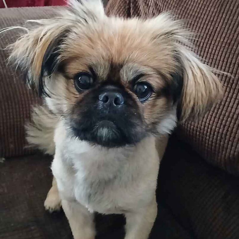 male Pekingese Puppy