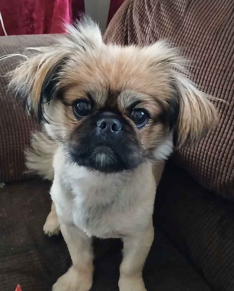 #267 ALREADY ADOPTED - Gauteng, Boksburg ~ Adopt Pekingese Puppy Rubble 4 male Pekingese Puppy