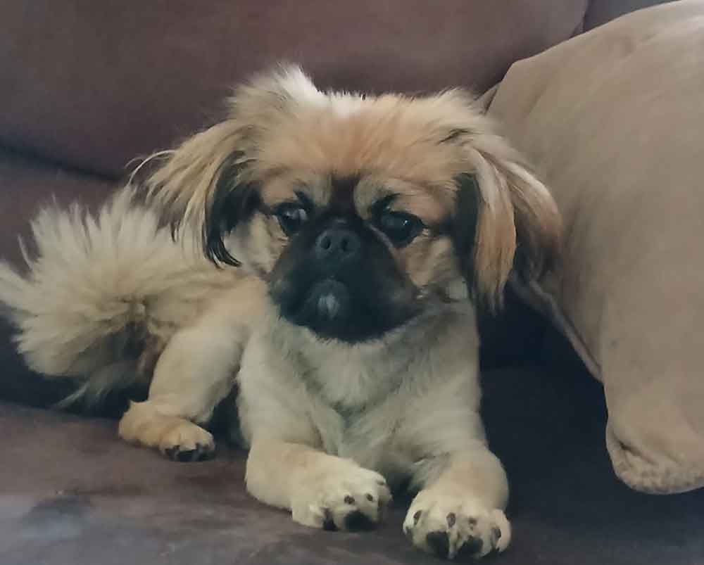#267 ALREADY ADOPTED - Gauteng, Boksburg ~ Adopt Pekingese Puppy Rubble 1 Adopt Pekingese Puppy Rubble