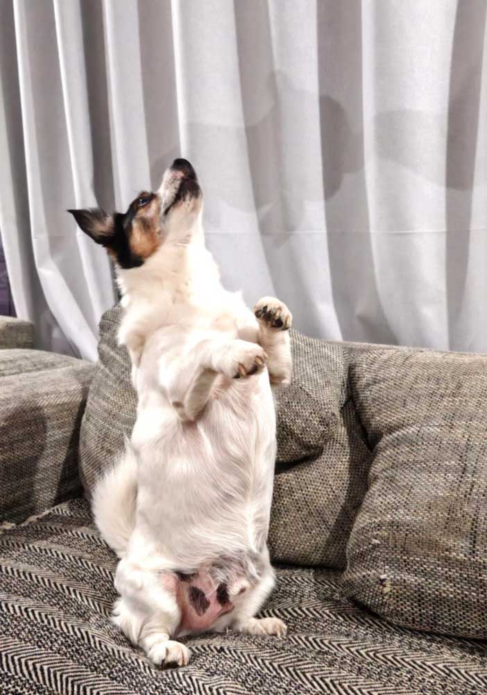 Cojack - Corgi Jack Russell Mix