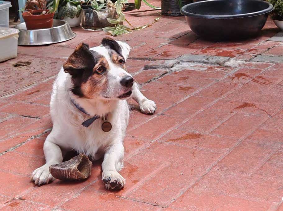 7-year-old male Corgi cross Jack Russel (Cojack)