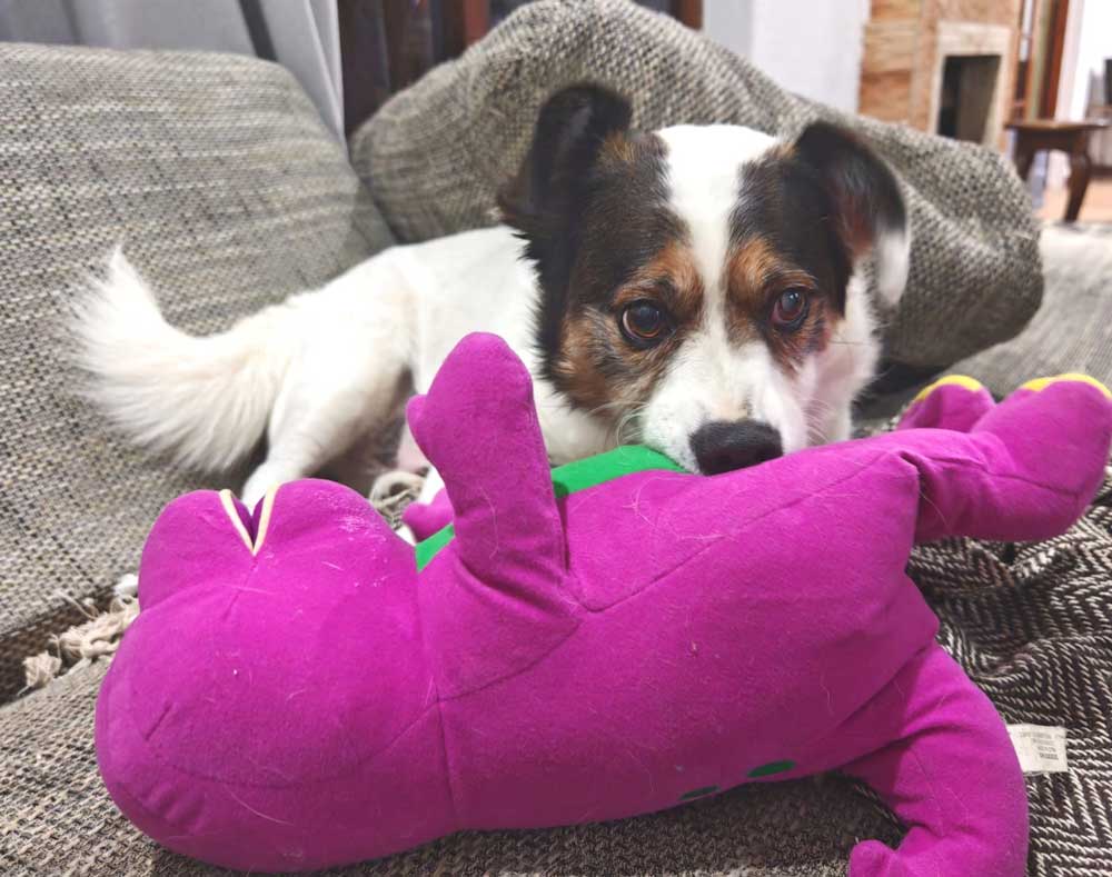 7-year-old male Corgi cross Jack Russel (Cojack)