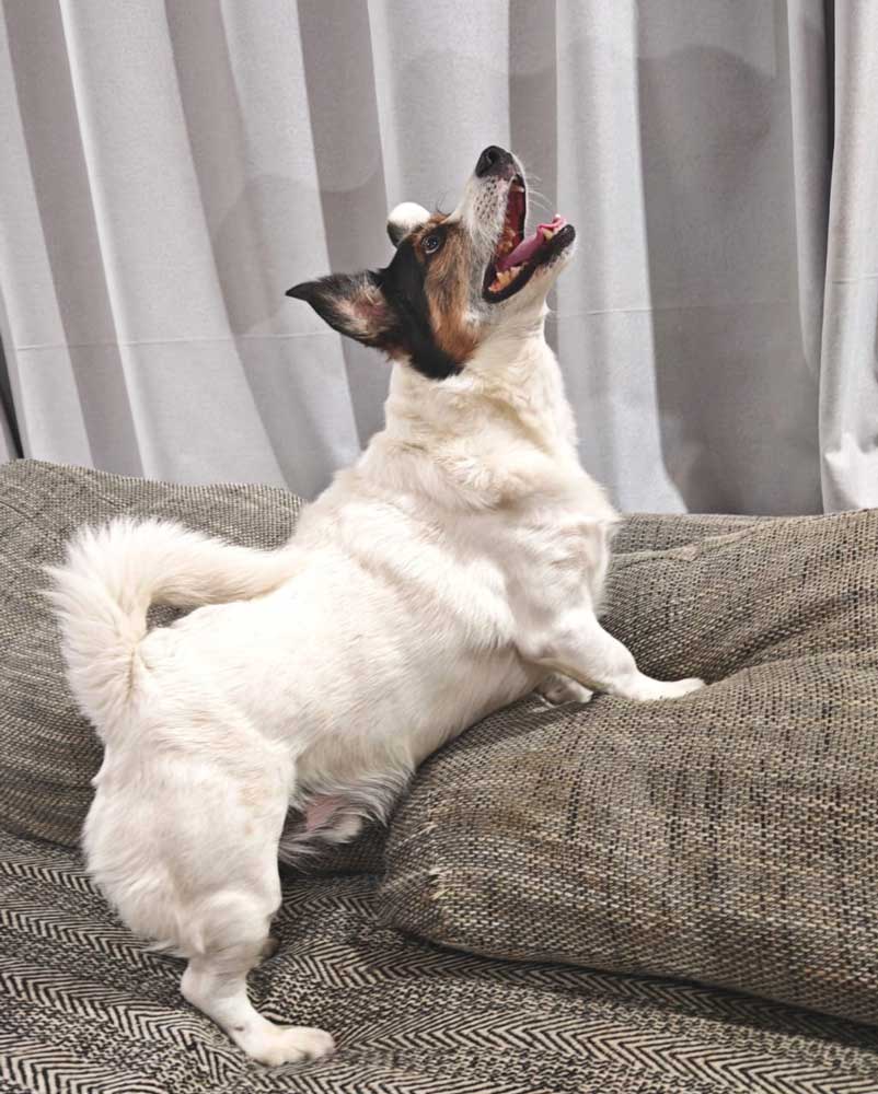 Corgi Jack Russell Mix or commonly called a Cojack