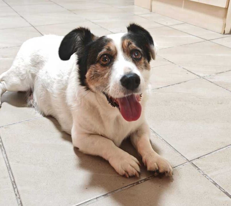 Adopt Vlekkie Corgi Cross