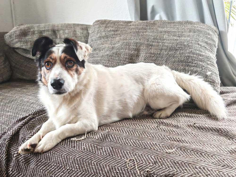 7-year-old male Corgi cross Jack Russel (Cojack)