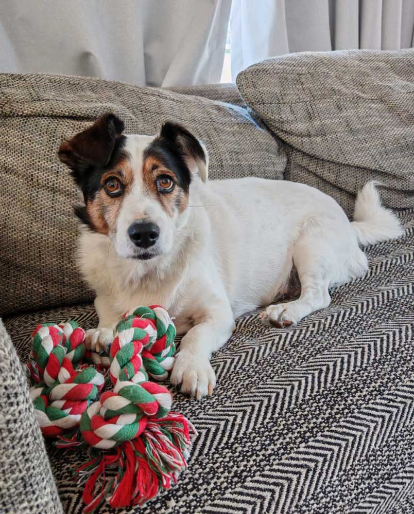 Male Jack Russell Corgi Mix playing with rope on a couch