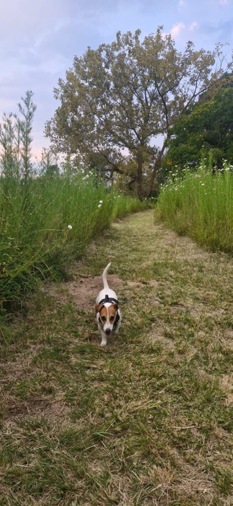 # 272 - Adopt Sweet Jack Russell Lucky Now 1 Lucky enjoying walks