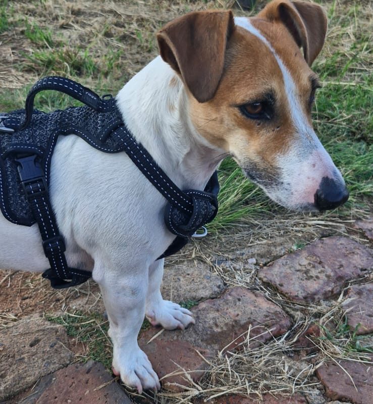 Adorable 9kg male Jack Russel (Lucky) with a harness on, available for adoption in Randburg