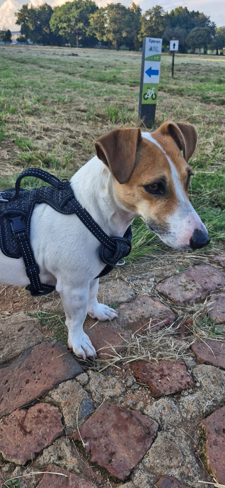 # 272 – Adopt Sweet Jack Russell Lucky Now