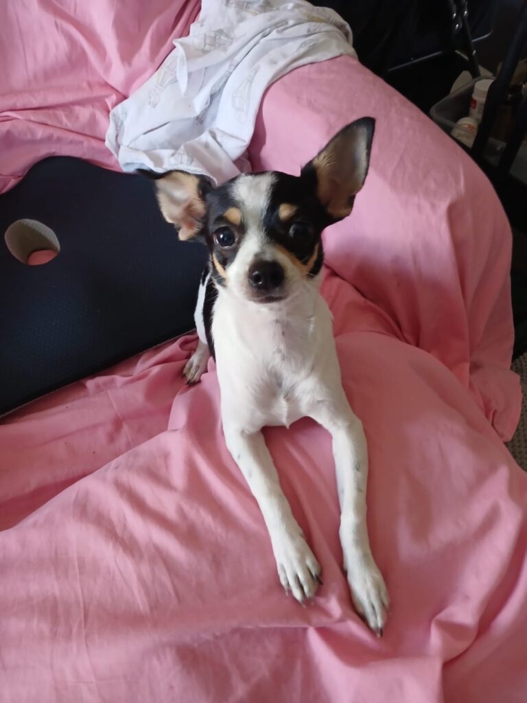 #270 Strand, Western Cape - Adopt Tomie Chihuahua ADOPTED 1 WhatsApp Image 2026 03 23 at 9.26.37 AM