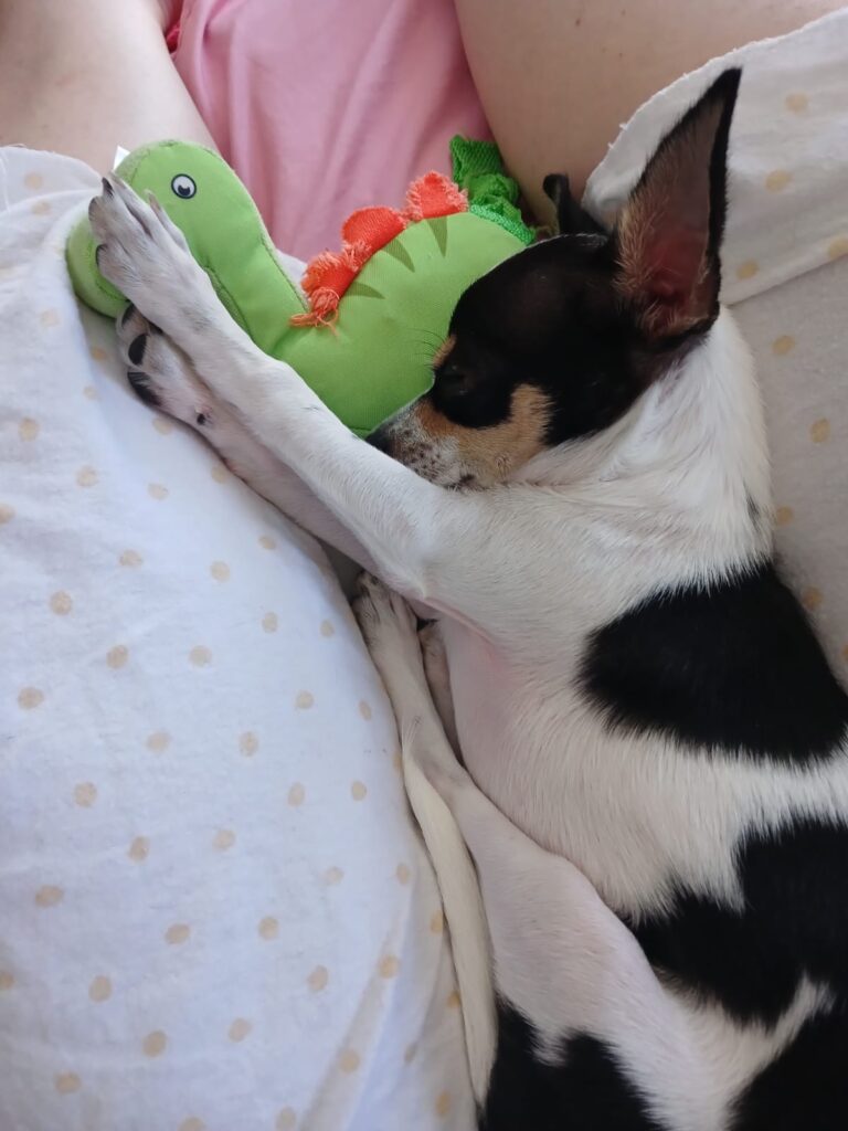 #270 Strand, Western Cape - Adopt Tomie Chihuahua ADOPTED 3 WhatsApp Image 2026 03 24 at 6.46.54 PM 3