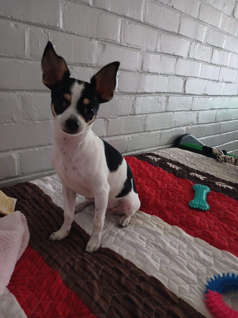#270 Strand, Western Cape - Adopt Tomie Chihuahua ADOPTED 2 WhatsApp Image 2026 03 25 at 1.21.05 PM
