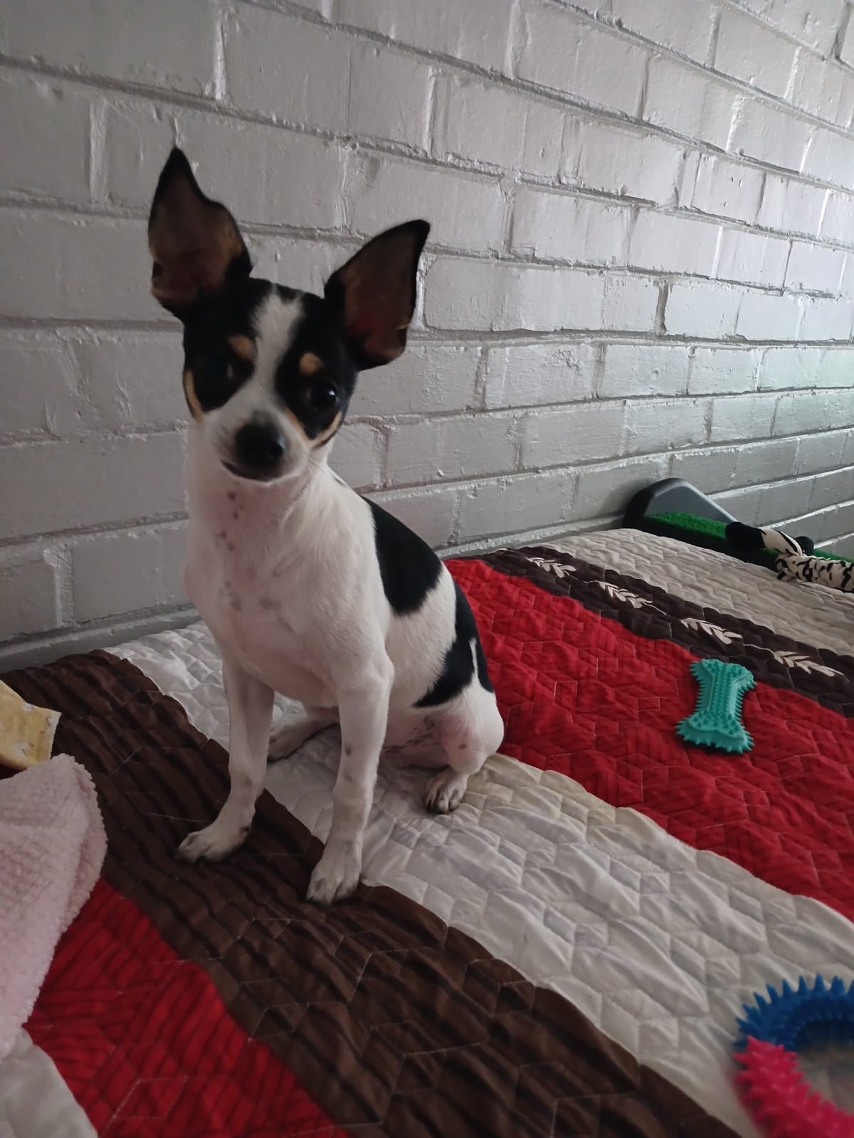 #270 Strand, Western Cape – Adopt Tomie Chihuahua ADOPTED