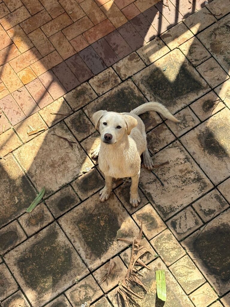 #271 ~ Adopt DOBBY & DRACO (9 months): Double the Love - together or individually 4 Draco proudly poses after a swim