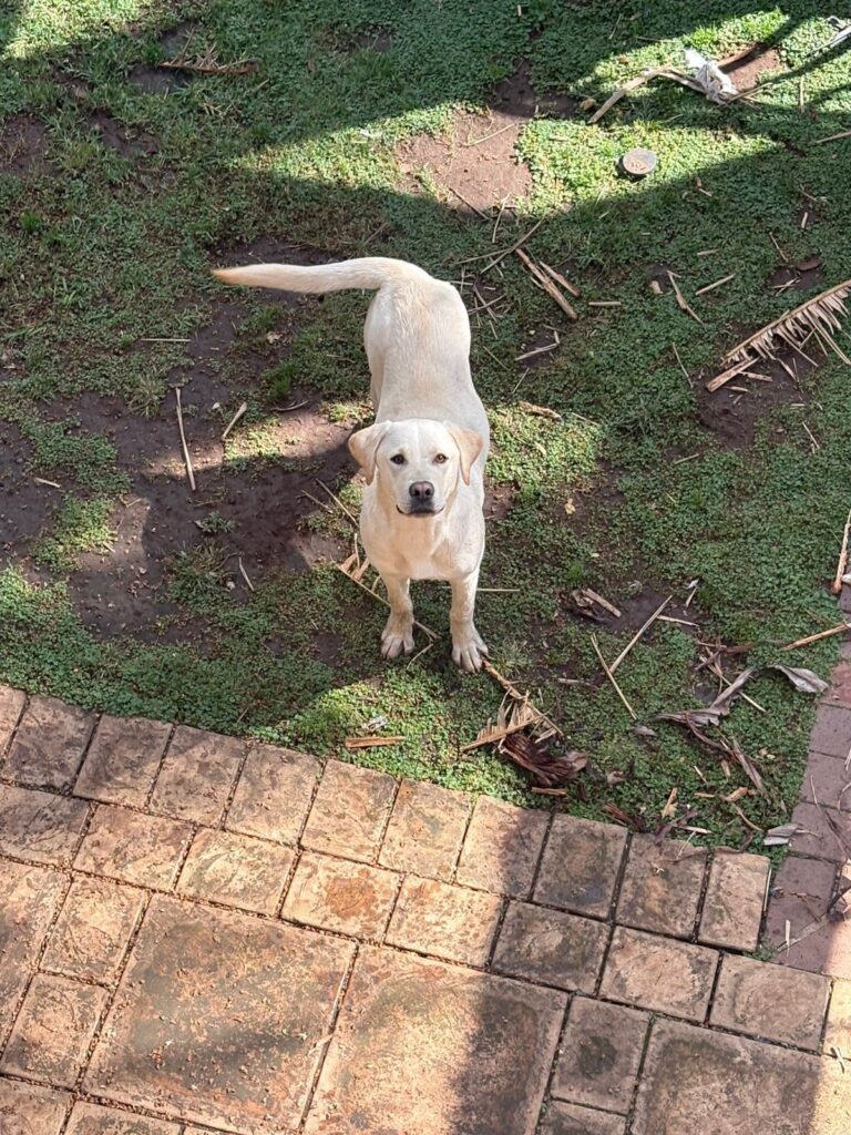 #271 ~ Adopt DOBBY & DRACO (9 months): Double the Love - together or individually 1 Dobby, looking at the camera