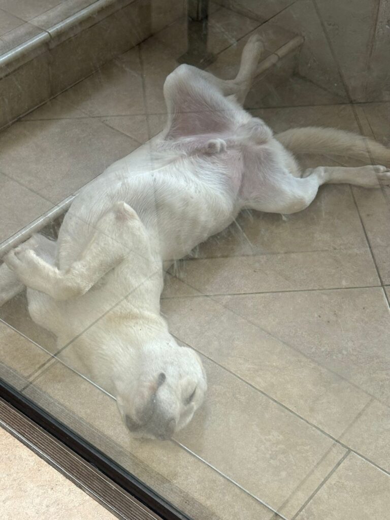 #271 ~ Adopt DOBBY & DRACO (9 months): Double the Love - together or individually 2 Dobby caught in action, stretched out on his back