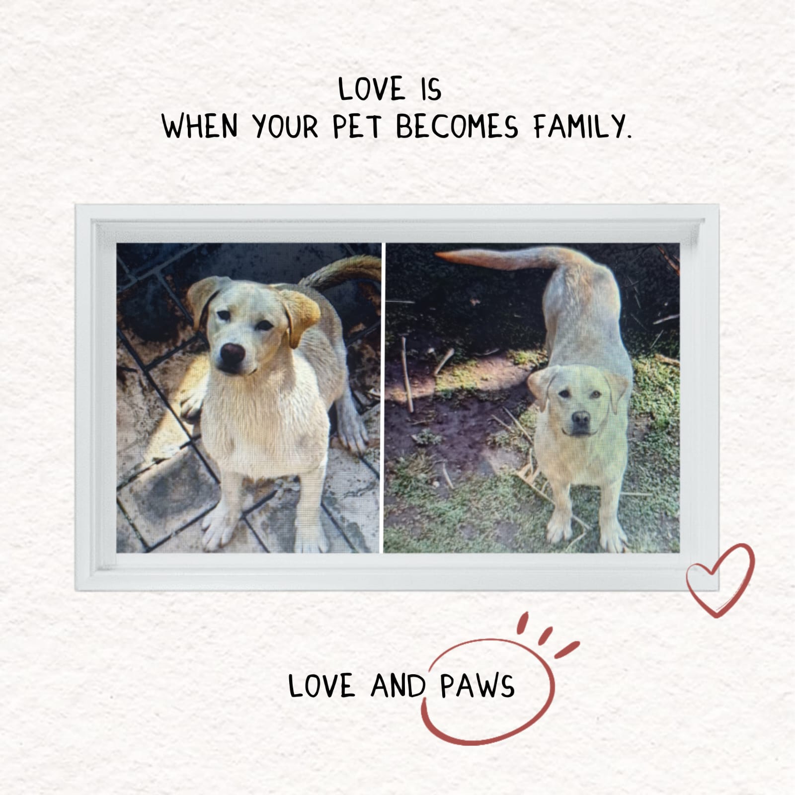 #271 ~ Adopt DOBBY & DRACO (9 months): Double the Love – together or individually