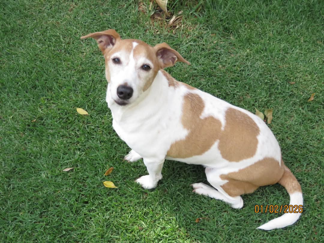 #273 - Adopt Charlie a Jewel of a Dog 3 svg+xml;charset=utf