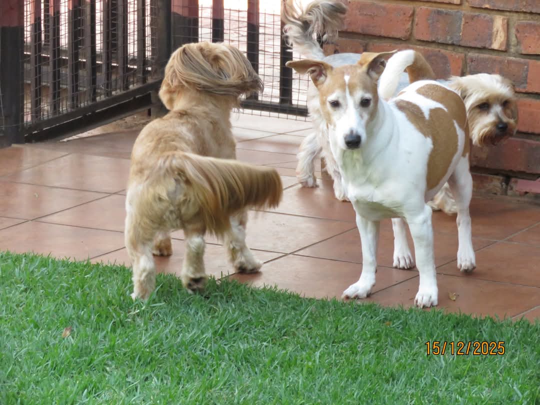 #273 - Adopt Charlie a Jewel of a Dog 1 svg+xml;charset=utf