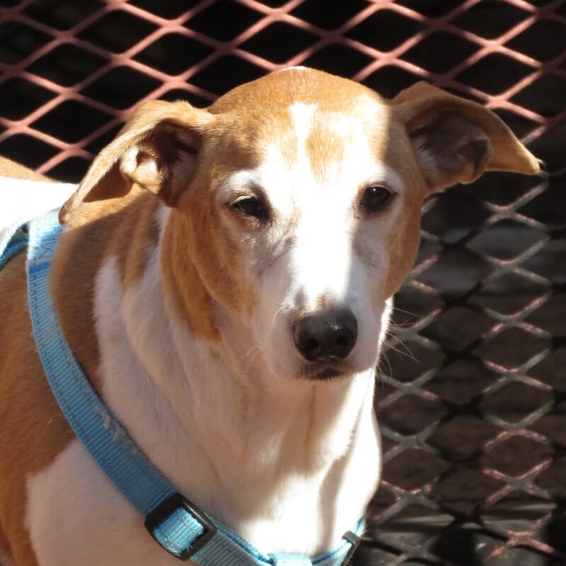 Charlie - Sweet Jack Russel Terrier for adoption in Gauteng