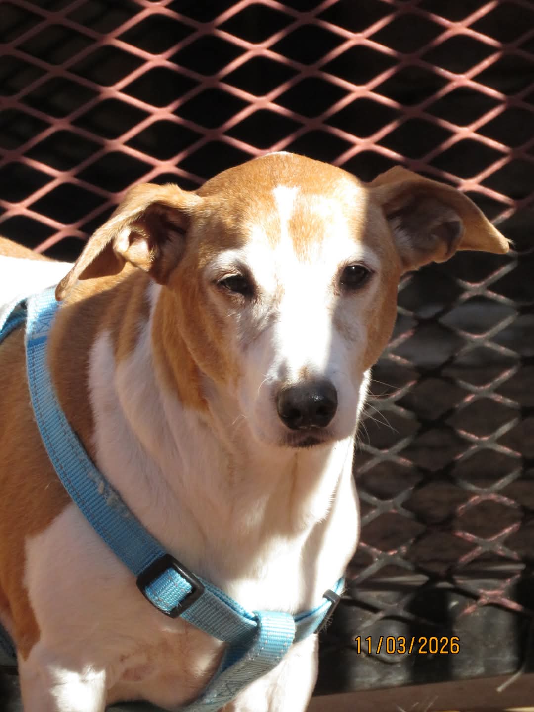 #273 – Adopt Charlie a Jewel of a Dog