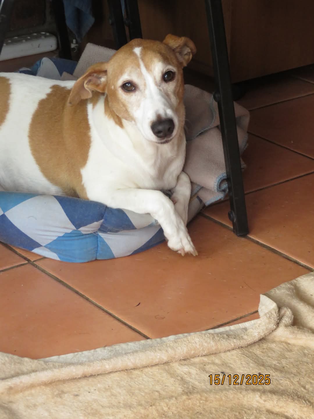 #273 - Adopt Charlie a Jewel of a Dog 2 svg+xml;charset=utf