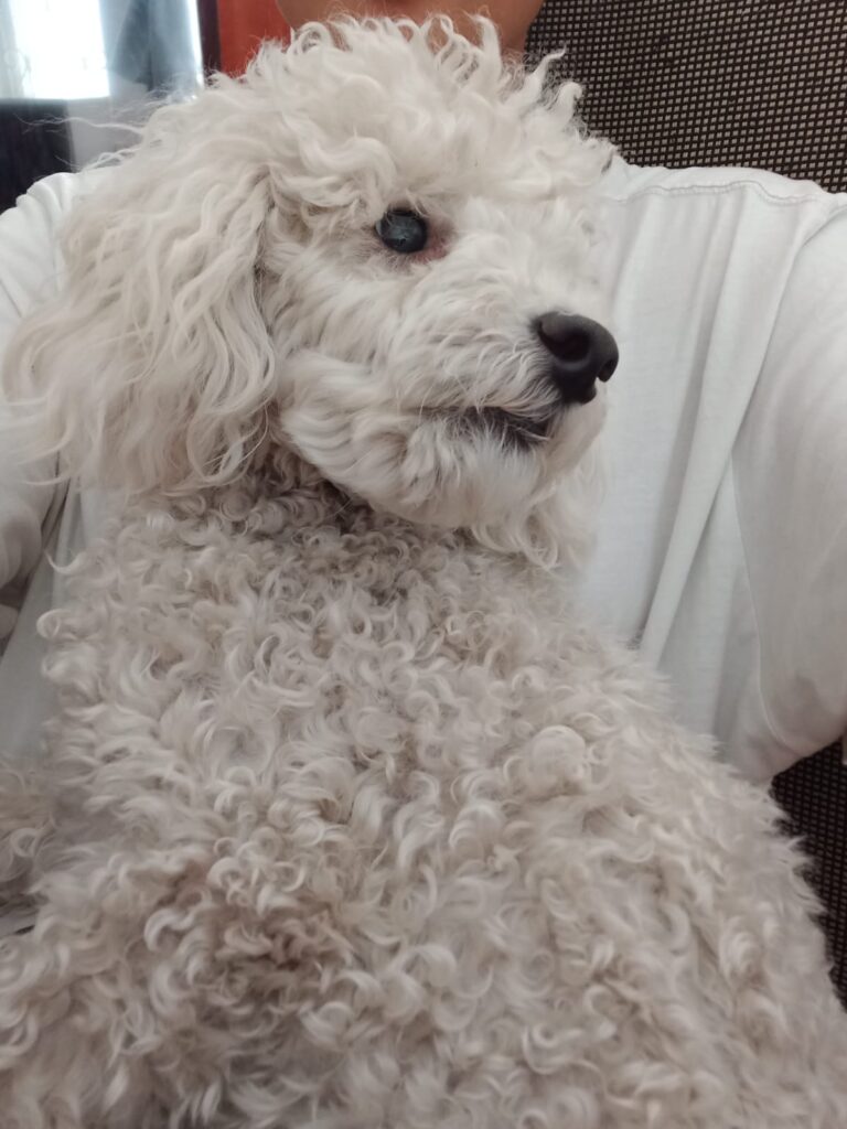 #278 - WESTERN CAPE - ADOPT - CHARLES XAVIER - FRENCH MINIATURE POODLE 3 IMG 20260405 WA0000