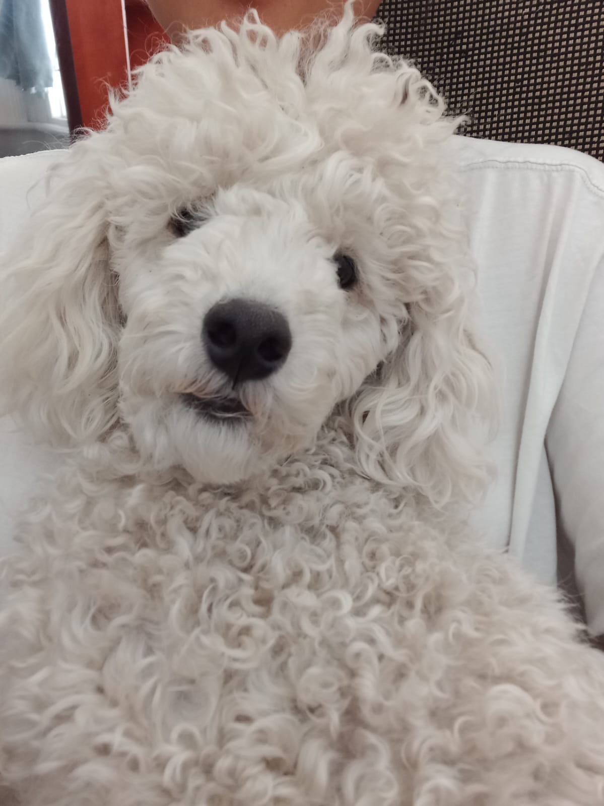 #278 – WESTERN CAPE – ADOPT – CHARLES XAVIER – FRENCH MINIATURE POODLE