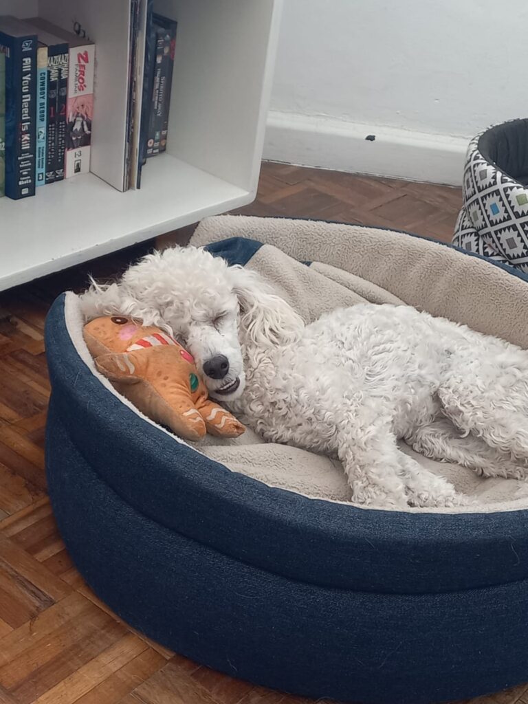 #278 - WESTERN CAPE - ADOPT - CHARLES XAVIER - FRENCH MINIATURE POODLE 1 IMG 20260405 WA0002