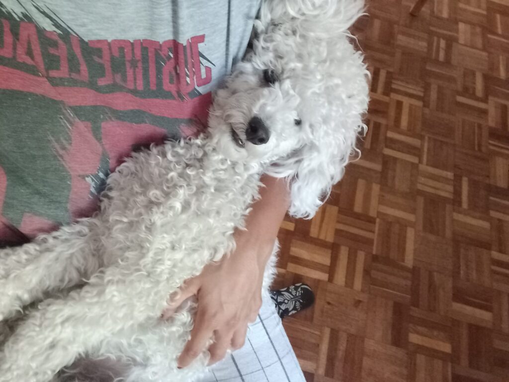 #278 - WESTERN CAPE - ADOPT - CHARLES XAVIER - FRENCH MINIATURE POODLE 2 Loves cuddles