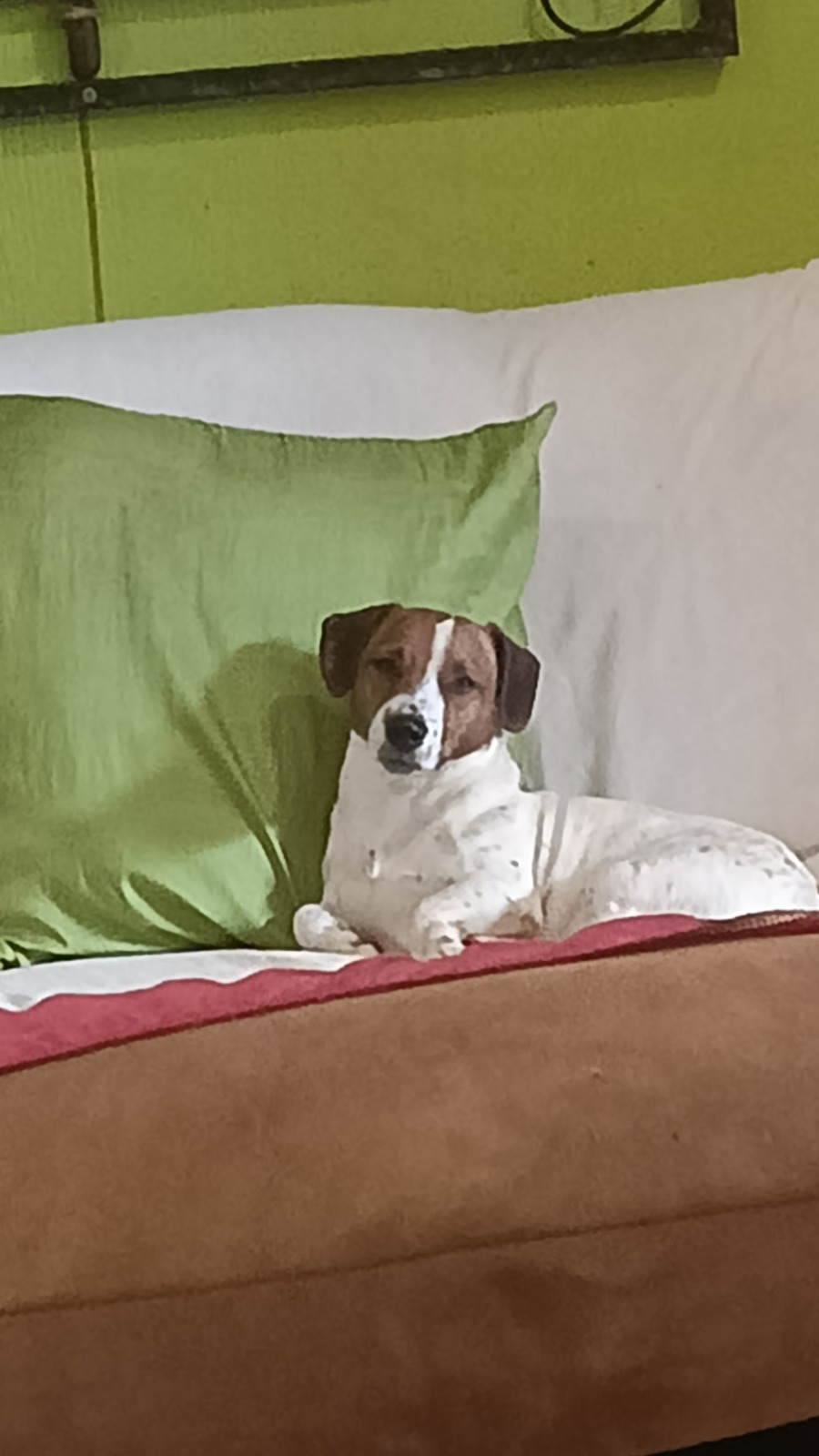 #280 – KLERKSDORP – ADOPT – LUKAS – JACK RUSSEL