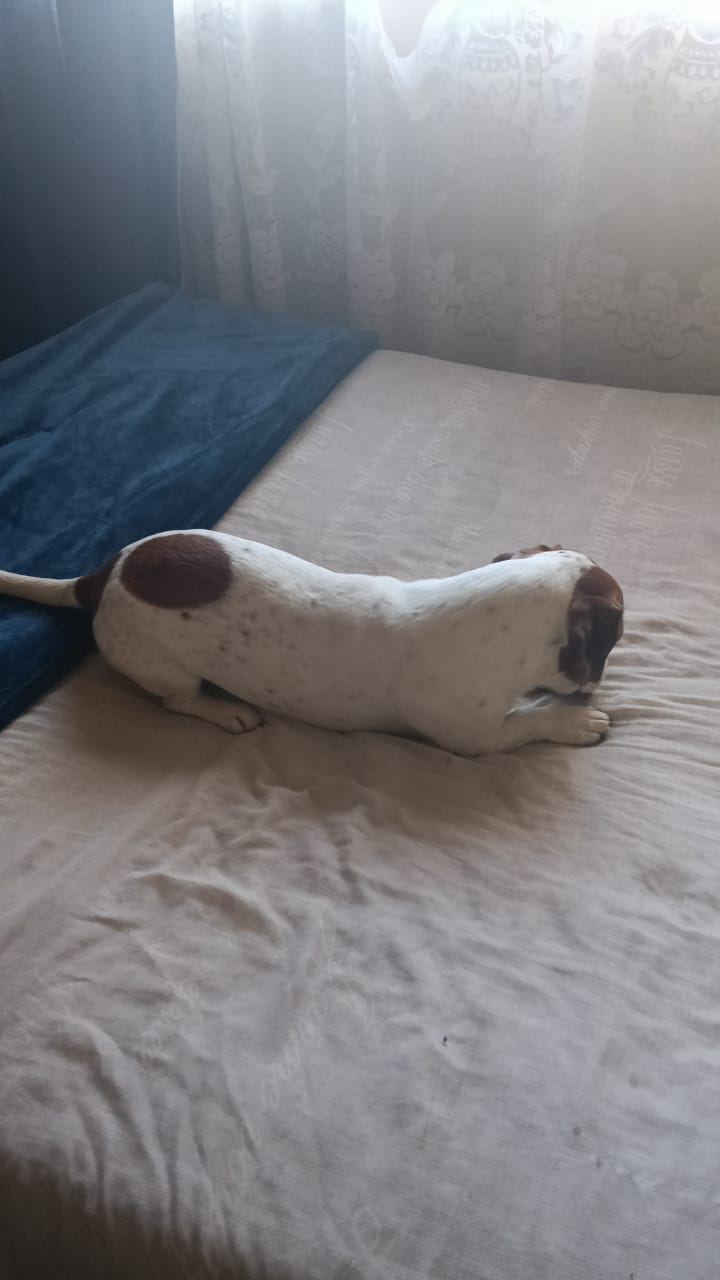 #280 - KLERKSDORP - ADOPT - LUKAS - JACK RUSSEL 4 svg+xml;charset=utf