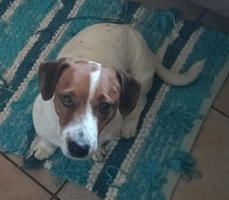 #280 – KLERKSDORP – ADOPT – LUKAS – JACK RUSSEL