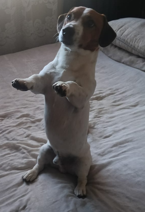 #280 - KLERKSDORP - ADOPT - LUKAS - JACK RUSSEL 3 svg+xml;charset=utf
