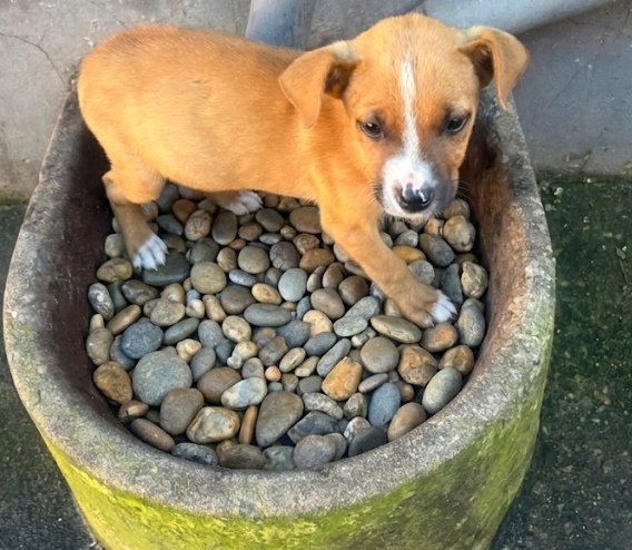 #285 – Johannesburg – Adopt CHELSEA – Adorable French Bulldog Puppy