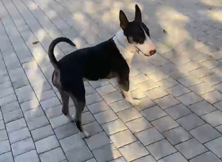 #283 – Adopt – Durban – KZN Male Bull Terrier
