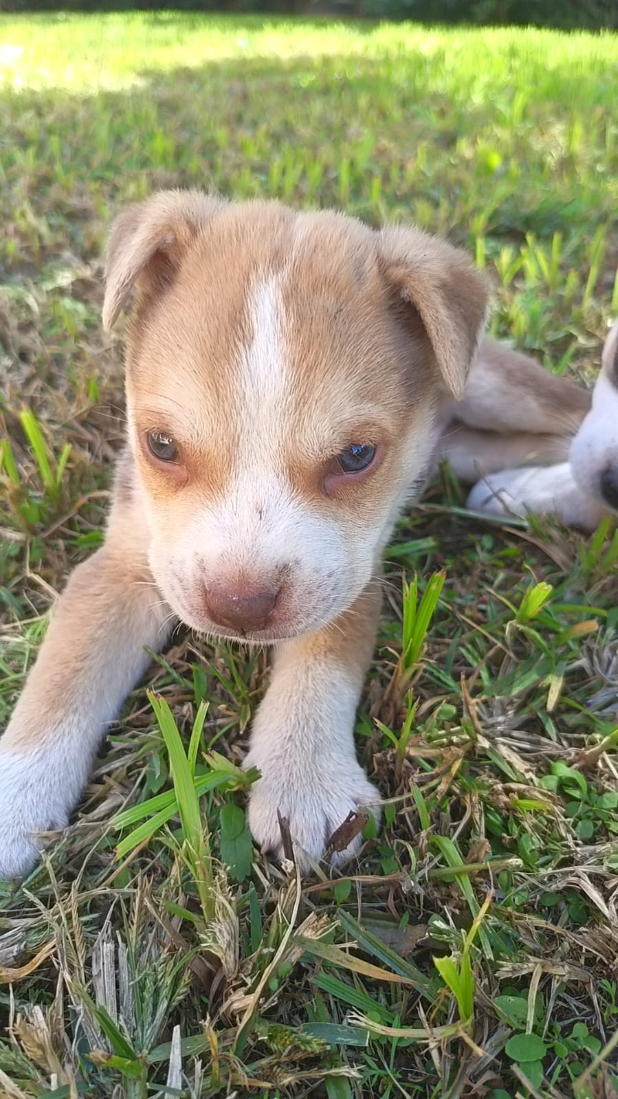 #274 ADOPT - 6 weeks MALE PITSKY CALLED LEO 1 Leo ready for adoption