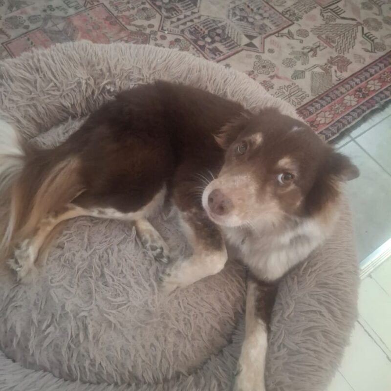 Luna Is waiting to find her forever home