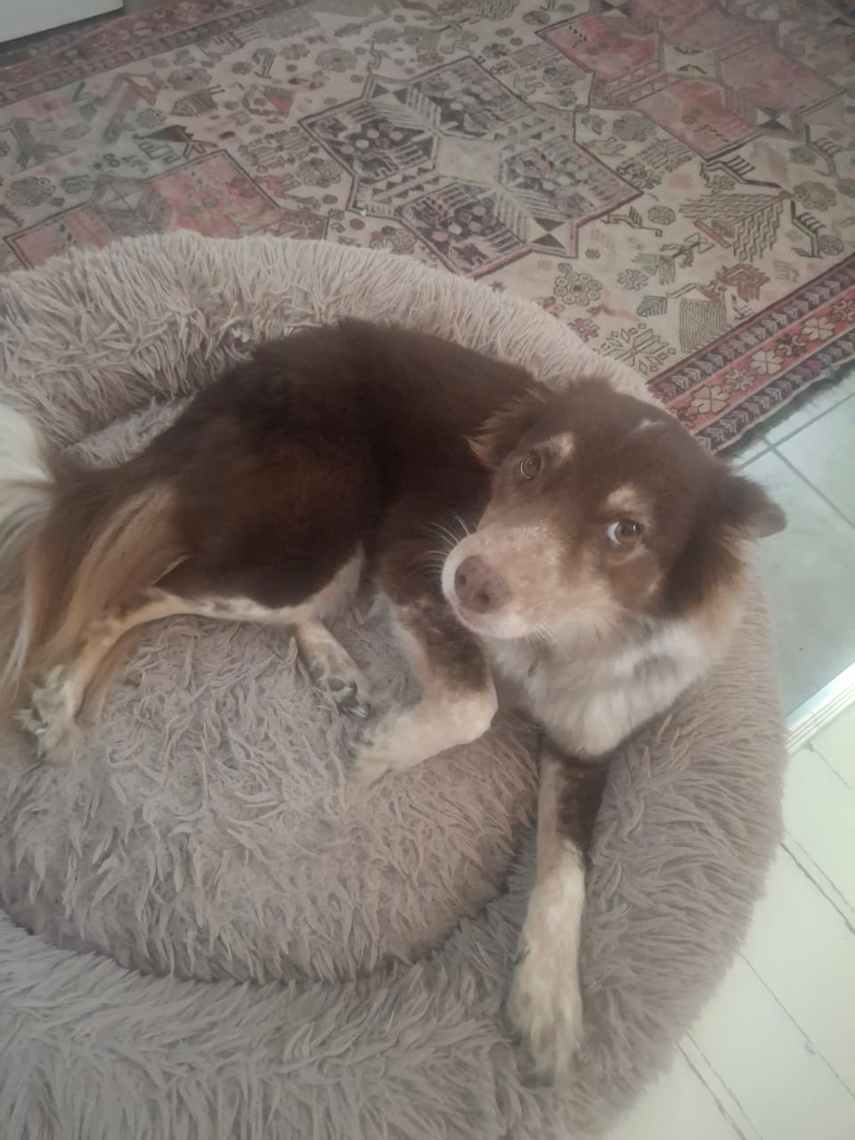 #275 ADOPT – Western Cape – 7yr old Border Collie