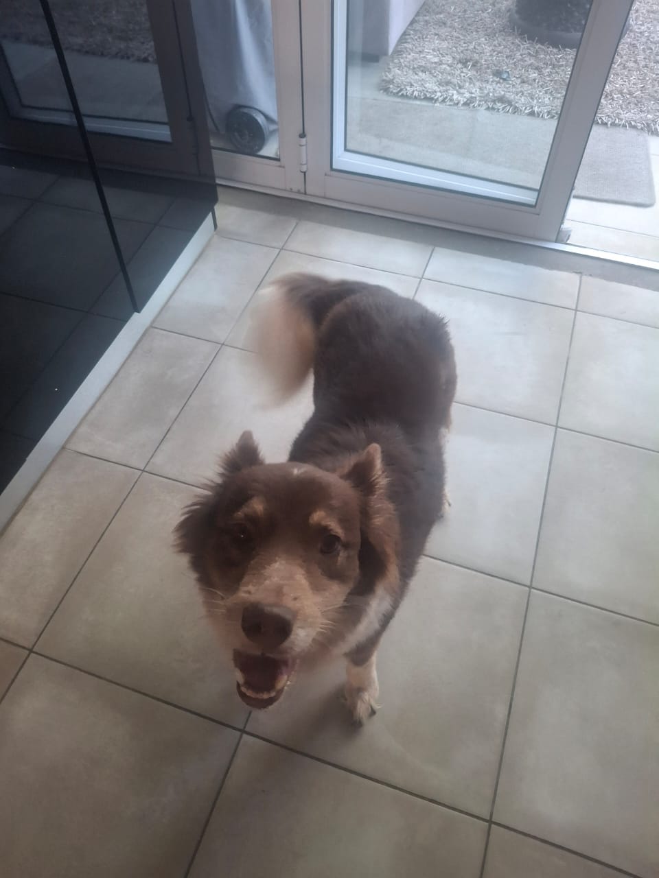 #275 ADOPT - Western Cape – 7yr old Border Collie 2 Ready to go